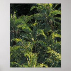 Póster África, Zambia, Parque Nacional Mosi-Oa-Tunya,