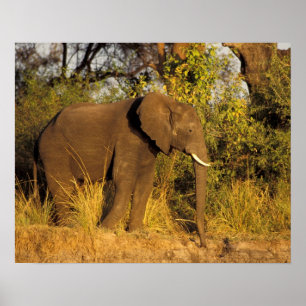 Póster África, Zimbabue, Parque Nacional Cataratas Victor
