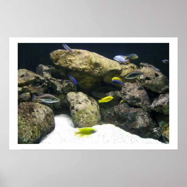 Póster African Cichlids poster (Frente)