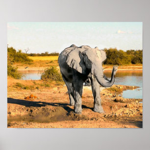 Póster African Elephant Poster
