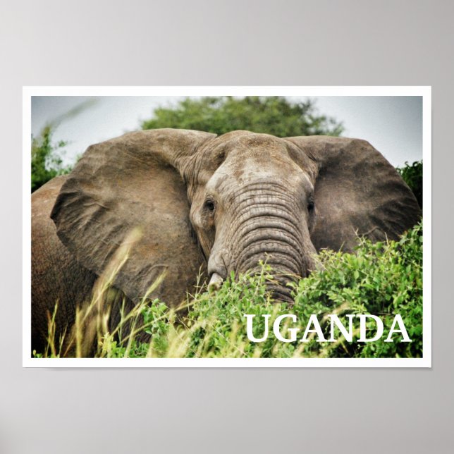 Póster African Elephant, Uganda (Frente)