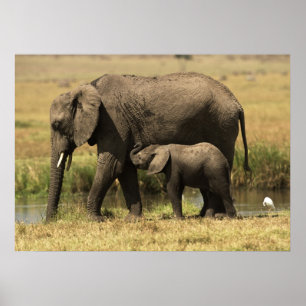 Póster African Elephants