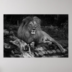 Póster African Lion