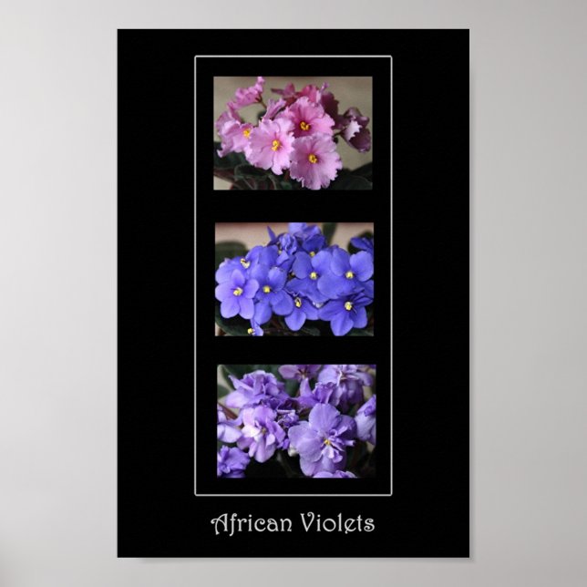 Póster African Violets (Frente)