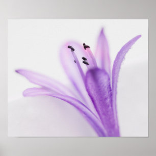 Póster Agapanthus