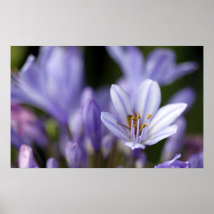 Póster Agapanthus Africanus