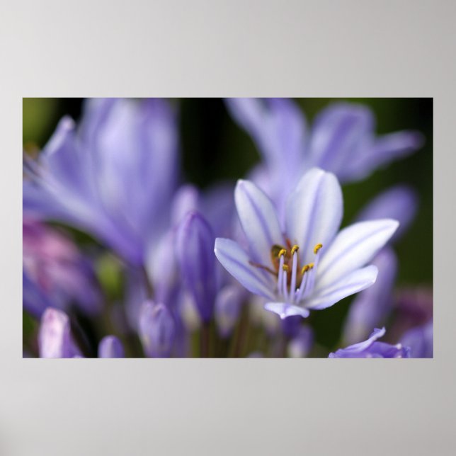 Póster Agapanthus Africanus (Frente)