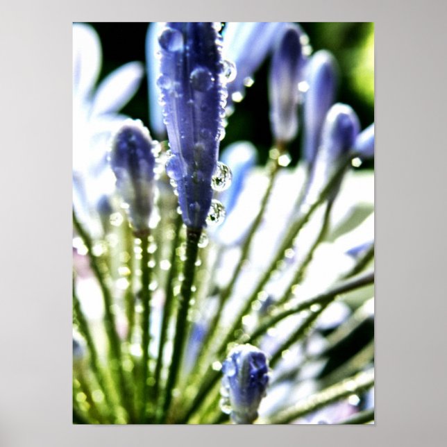 Póster Agapanthus Drops Poster (Frente)