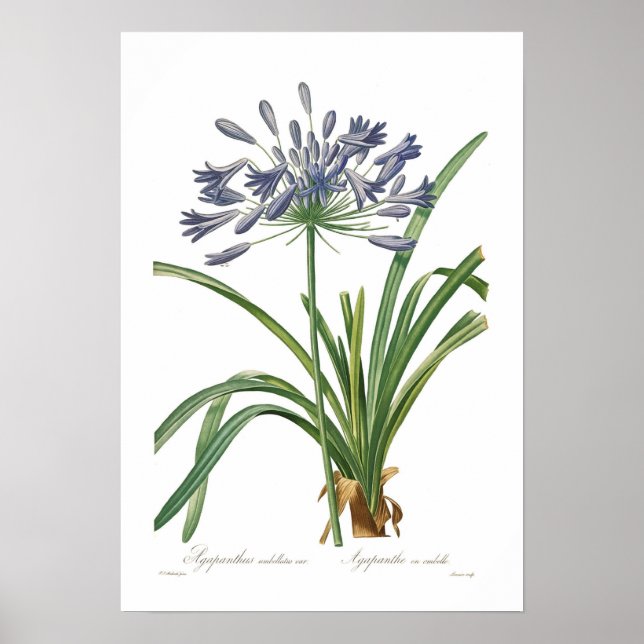 Póster Agapanthus umbellatus (Frente)