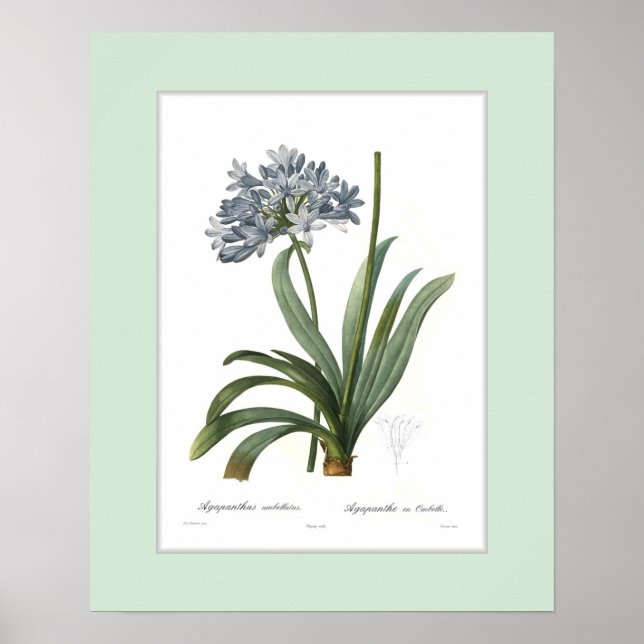 Póster Agapanthus umbellatus,Custom border (Frente)