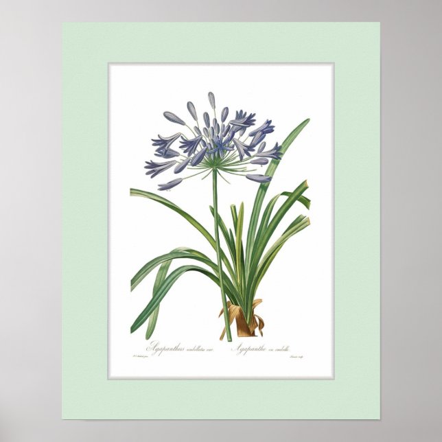 Póster Agapanthus umbellatus,Custom border (Frente)