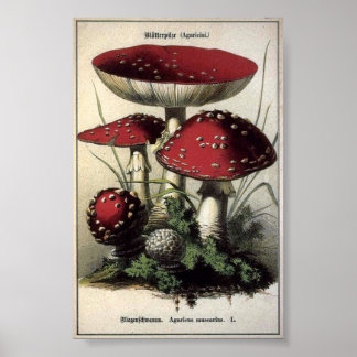 Póster Agaricus muscarius Mushrooms