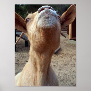 Póster Agarrado
