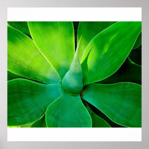 Póster Agave