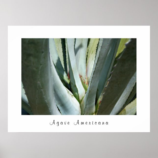 Póster Agave Americana (Frente)