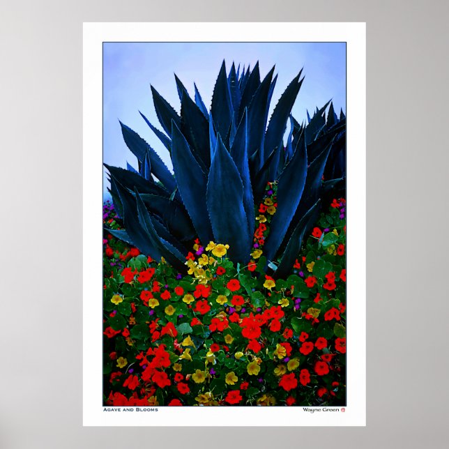Póster AGAVE and BLOOMS - COSTA DE CALIFORNIA (Frente)