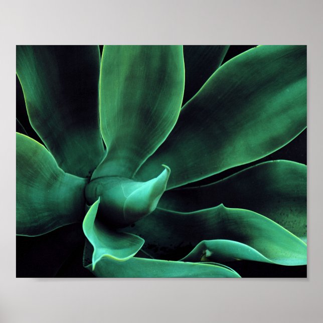 Póster Agave Attenuata (Frente)