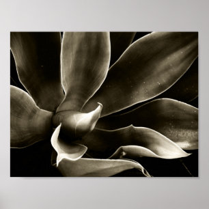 Póster Agave Attenuata en Sepia