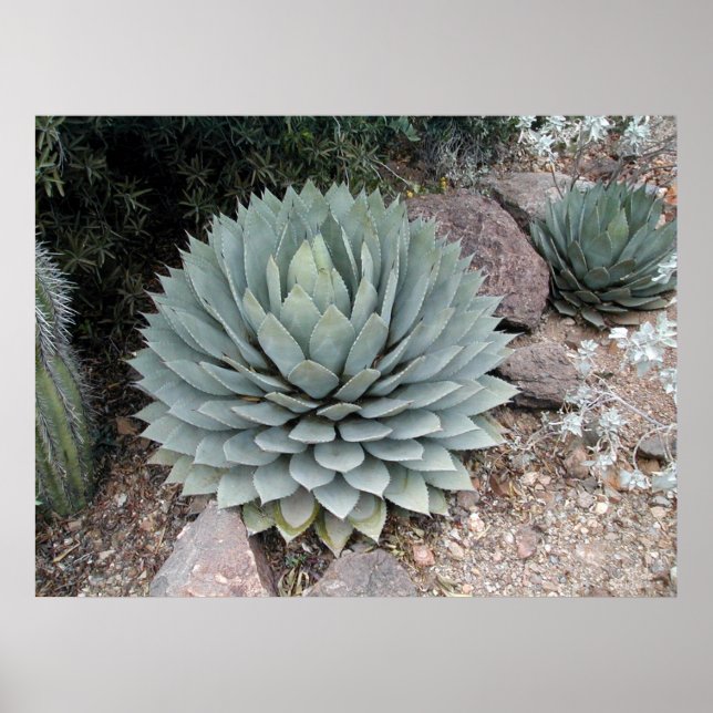 Póster Agave de Coues: Impresión~ (Frente)