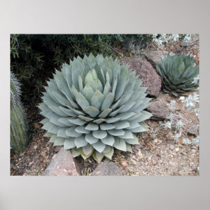 Póster Agave de Coues ~Imprimir~