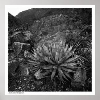 Póster Agave en la estación de investigación del desierto