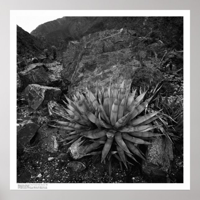 Póster Agave en la estación de investigación del desierto (Frente)