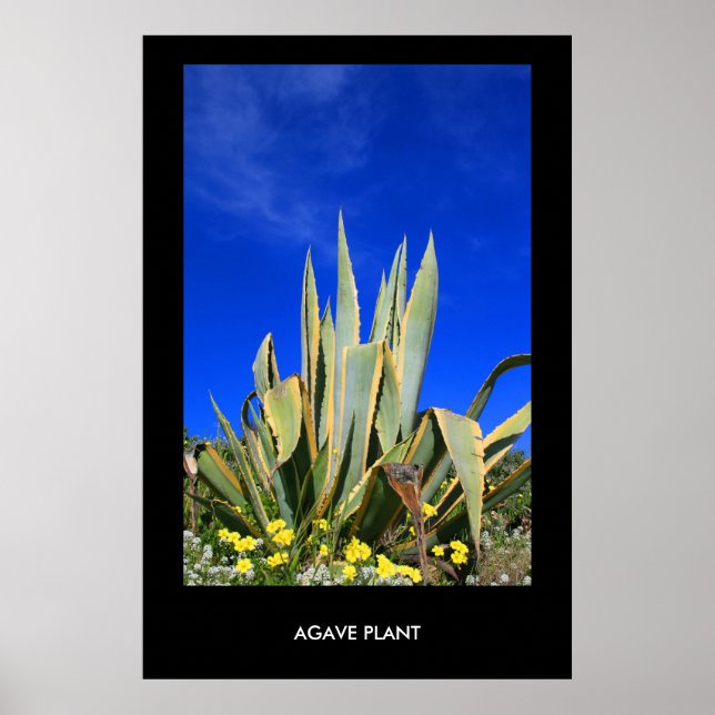 Póster Agave Plant Poster,Imprimir (Frente)