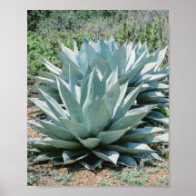 Agave Succulent Plant Cactus Green Sage gris