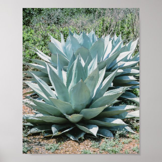 Póster Agave Succulent Plant Cactus Green Sage gris (Frente)