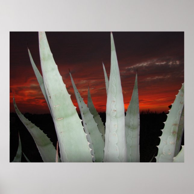 Póster Agave Sunset (Frente)