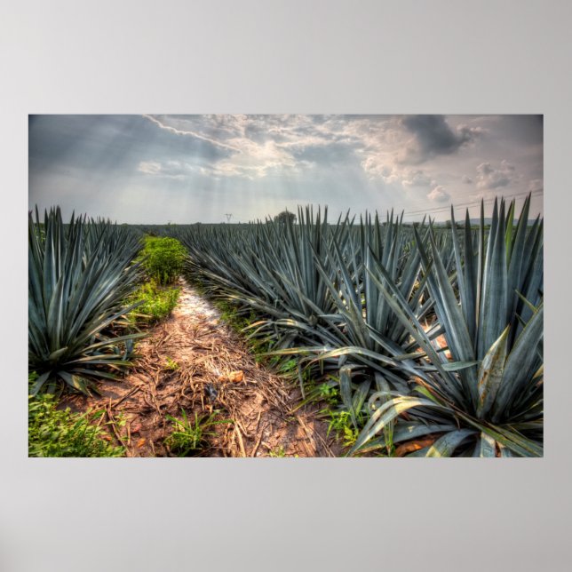 Póster Agave Tequilana (Frente)