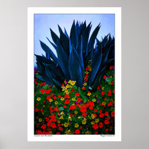 Póster AGAVO y FLORACIONES - COSTA de CALIFORNIA