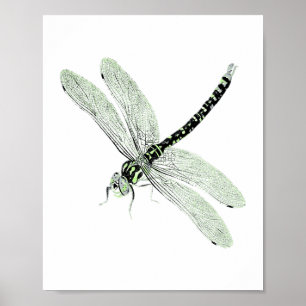 Póster Agender Pride Vintage Dragonfly Art