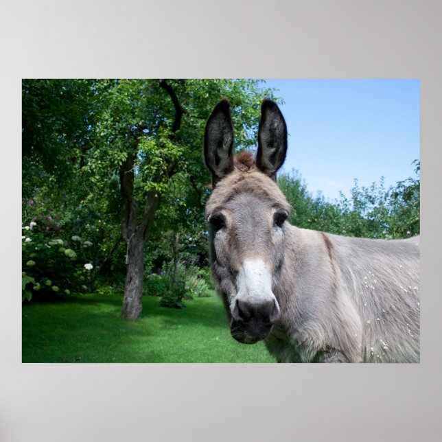 Póster Agradable retrato de burro (Frente)