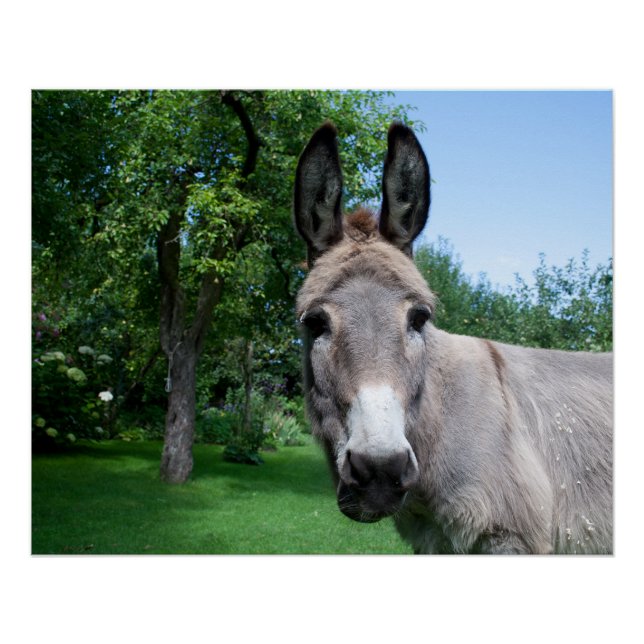 Póster Agradable retrato de burro (Anverso)