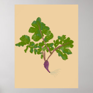 Póster Agricultor Rábano Nabos Plantas Jardinería