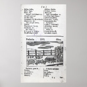 Póster Agricultura de la planta 'de pictus del sensualism