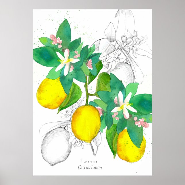 Póster Agua de dibujo de planta botánica de Lemons (Frente)
