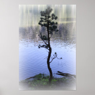 Póster Agua de la reflexión del zen y poster del árbol