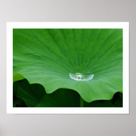 Póster Agua de lluvia en una hoja de Lotus: Japón