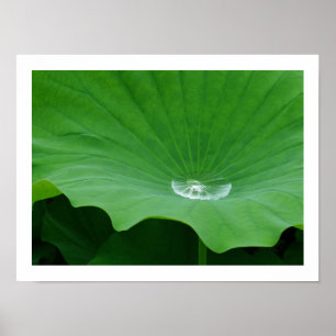Póster Agua de lluvia en una hoja de Lotus: Japón