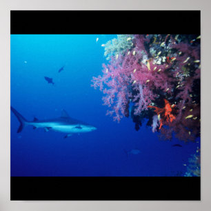 Póster Agua de pez tiburón salpicar nadar Gris Gris Gris 