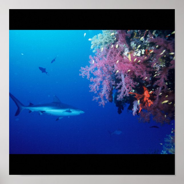 Póster Agua de pez tiburón salpicar nadar Gris Gris Gris  (Frente)