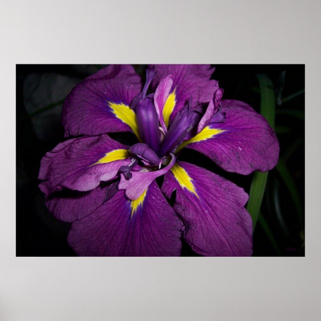 Póster Agua Iris 458 (Frente)
