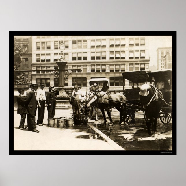 Póster Agua potable para caballos en Nueva York, 1911 (Frente)