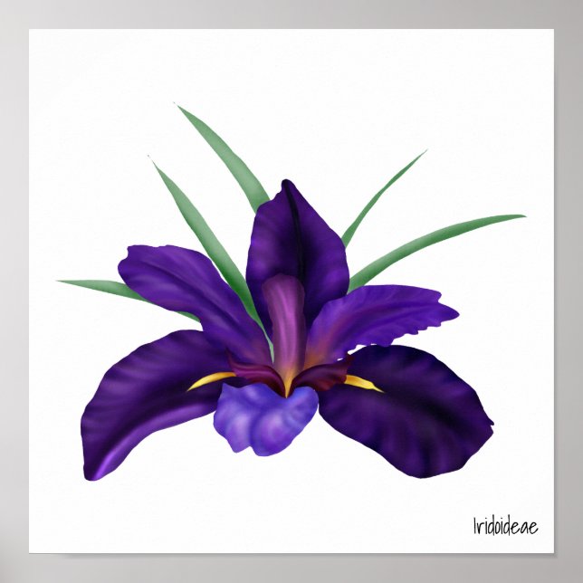 Póster Agua Púrpura Profunda Bog Ilustracion Iris (Frente)