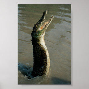 Póster Agua salada Croc