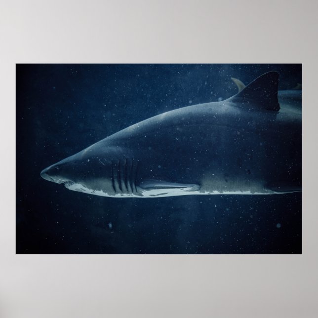 PÓSTER AGUA SUBMARINA DE TIBURÓN NEGRO Y BLANCO (Frente)