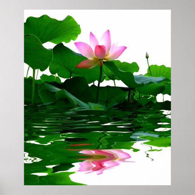 Póster Agua verde de Lotus tranquilidad tranquilidad (Frente)