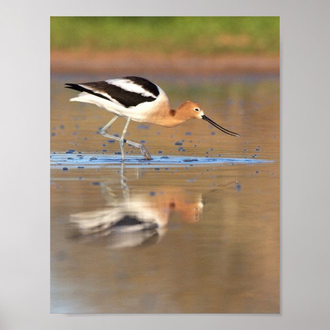 Póster Aguacate americano en los estanques (Frente)